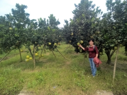 VinaCert assessed VietGAP red grapefruit in Hoa Binh and Dien grapefruit in Thanh Hoa