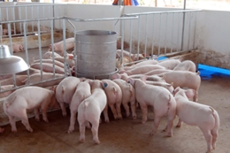 VinaCert responds to the calls from Minister of Ministry of Agriculture and Rural Development to “rescue” the pig-farming industry 