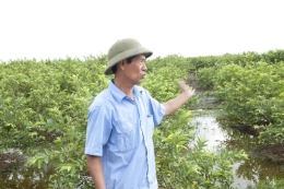 VinaCert audited VietGAP for guava at Dong Du Cooperative